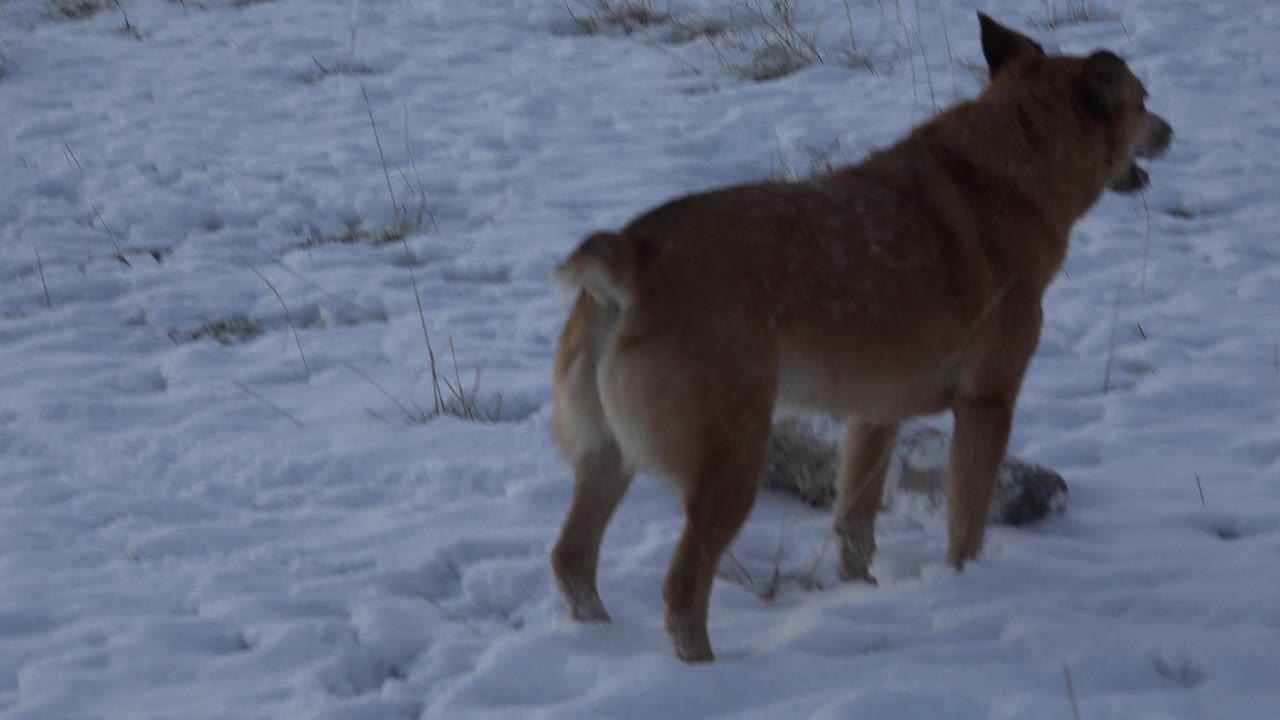 A brown dog moves through the snowy Westminster, Colorado yard near a small log, with dry grass in the background and no visible people.