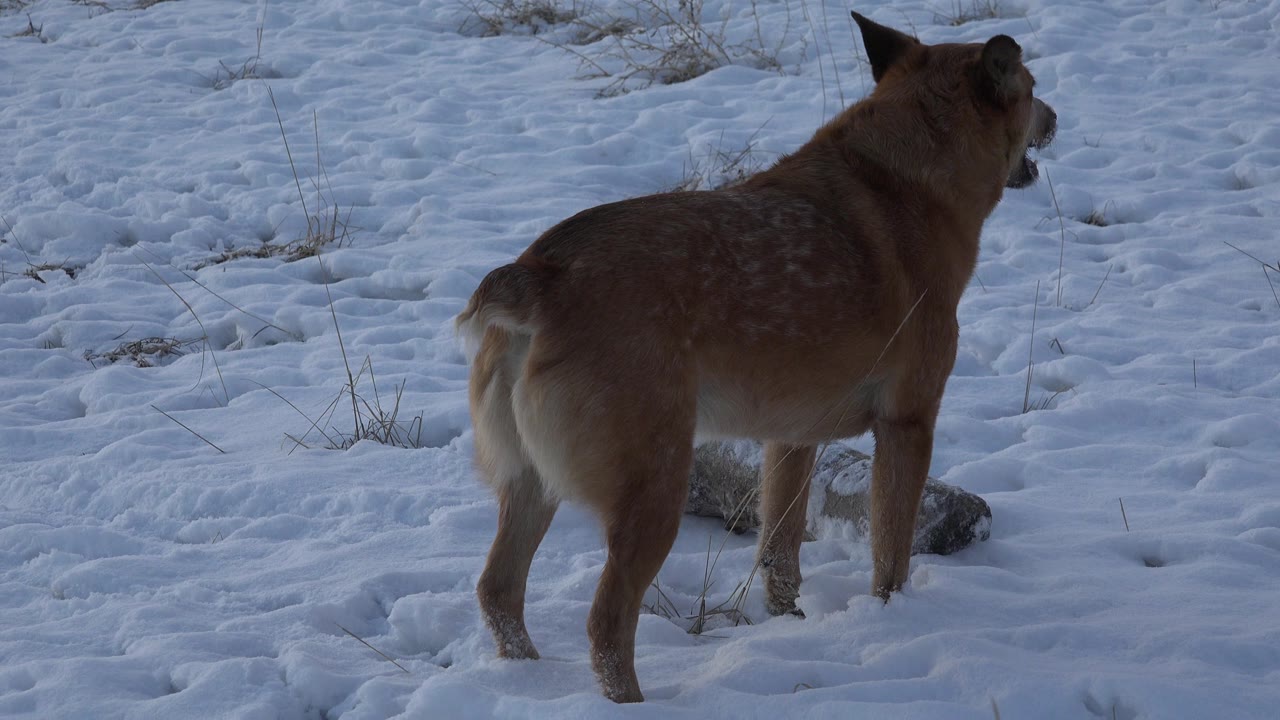 Brown dog standing in snow beside a log.