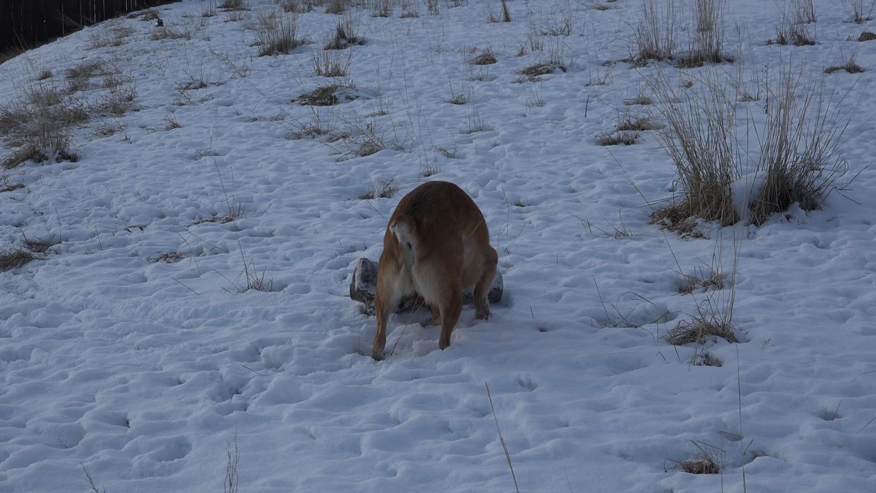 A brown dog faces away while bending over a small log in a snowy Westminster, Colorado field with dry grass clumps and no visible people.