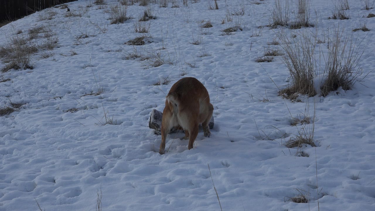 The dog remains nose-down at the log in the snowy Westminster, Colorado field, framed by uneven snow, exposed grass, and no visible people.