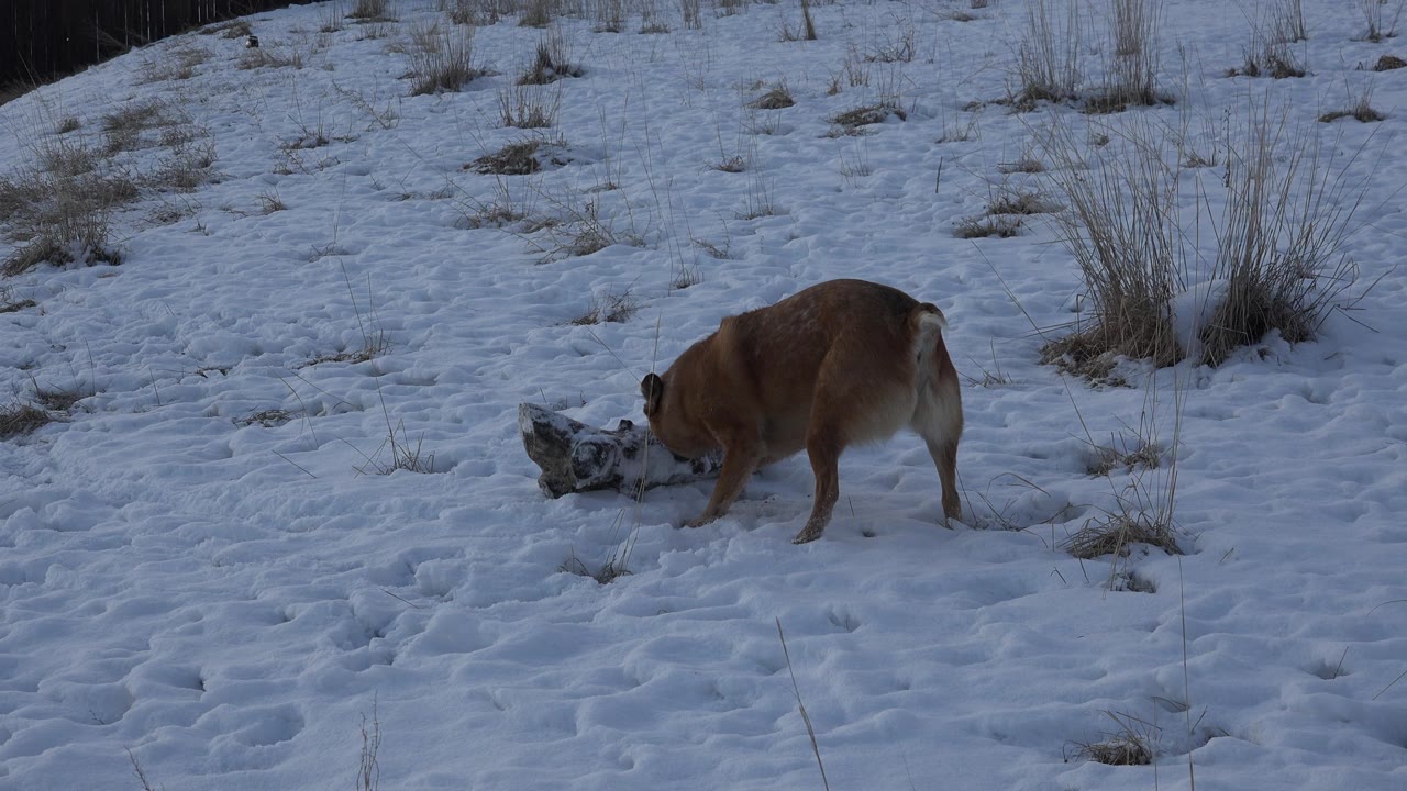 Dog stands side-on near a log on snowy ground.