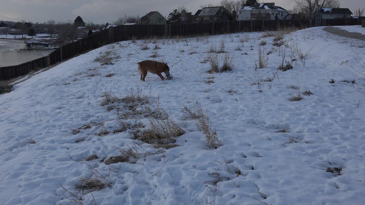 At 0:00 in Westminster, Colorado, a tan dog stands in the snowy midground with its head lowered toward a log, with water, fence, houses, dry grass, and no visible people.