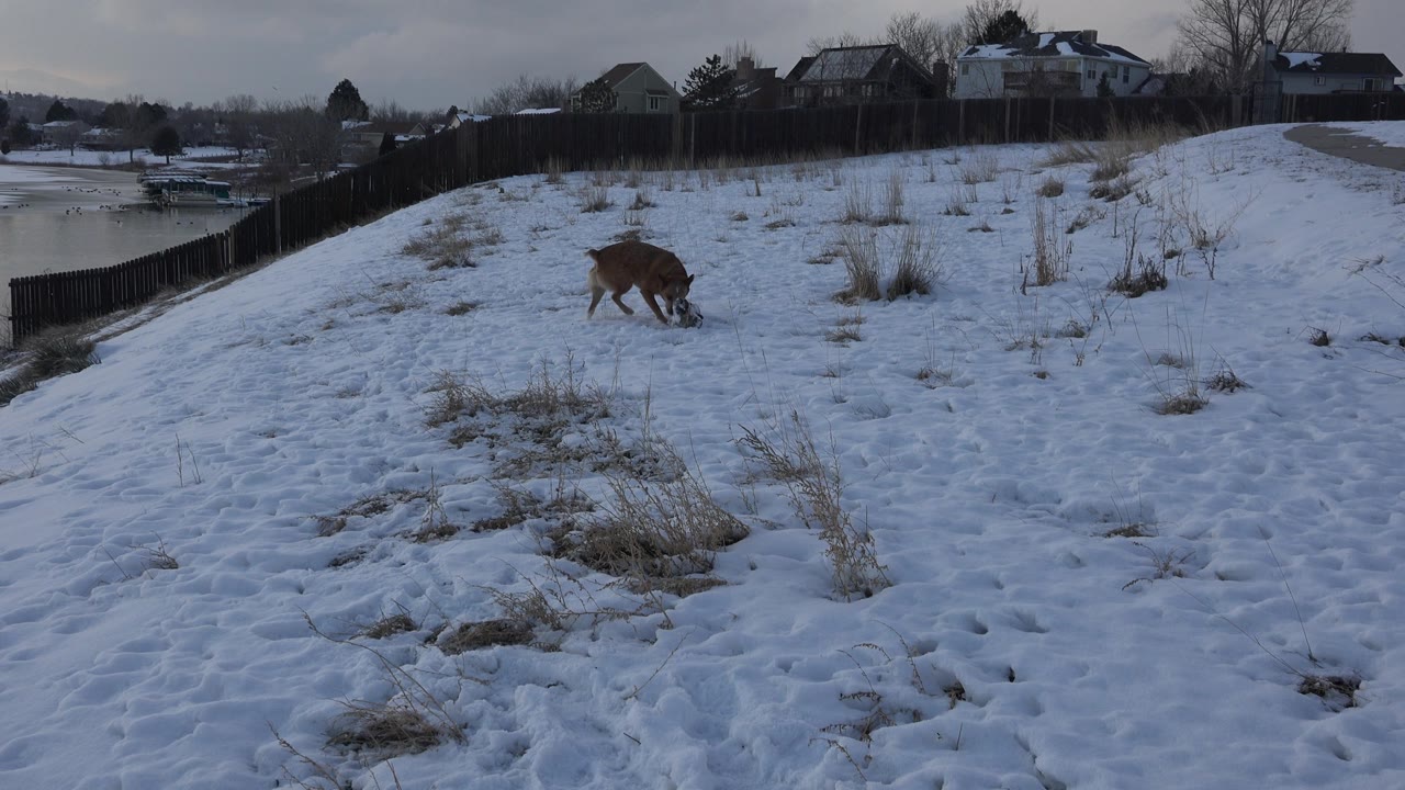 Tan dog moves across snow with a log nearby.