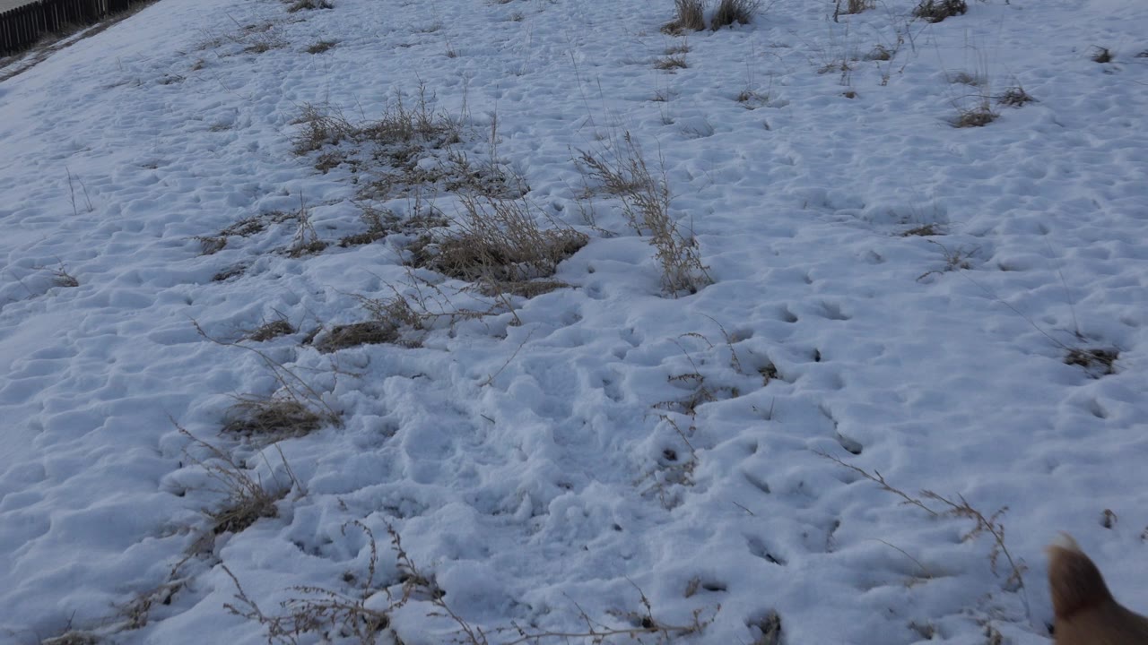 Patchy snow, footprints, and dry winter grass fill the frame in Westminster, Colorado, with no visible people.