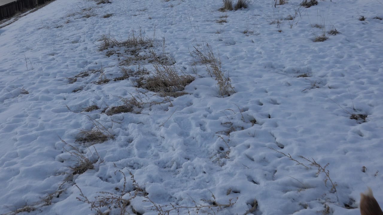 A partial view of the brown dog appears at the lower edge while snowy ground and dry grass dominate the Westminster frame, with no visible people.
