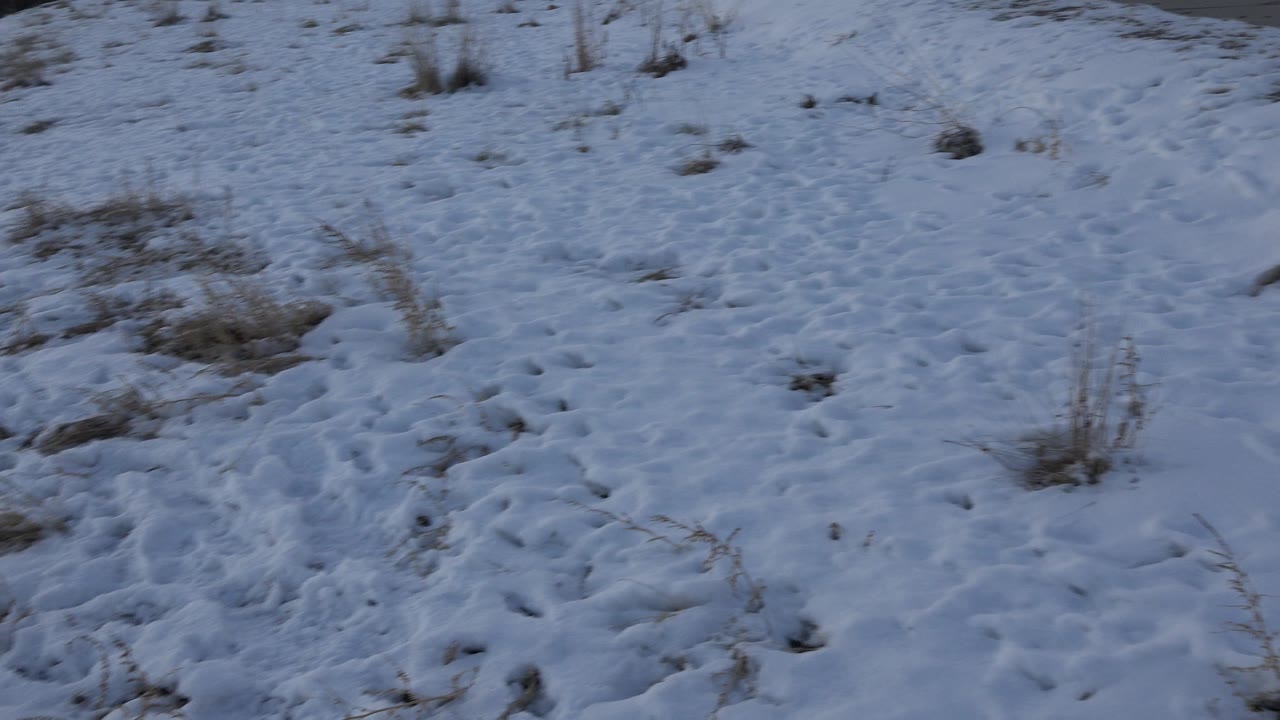 Snowy slope with partial dog entering the lower frame
