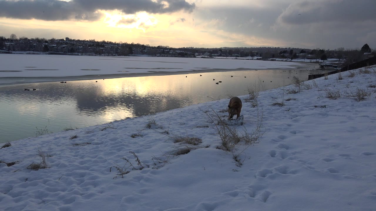 Brown and white dog on snowy riverbank beside reflective water at sunset.