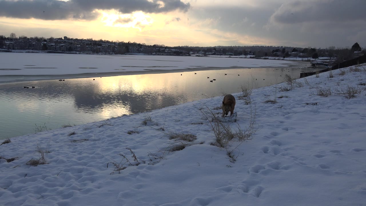 The dog lowers its head toward the snowy ground on a Westminster, Colorado riverbank as waterfowl dot the reflective water, with no visible people.