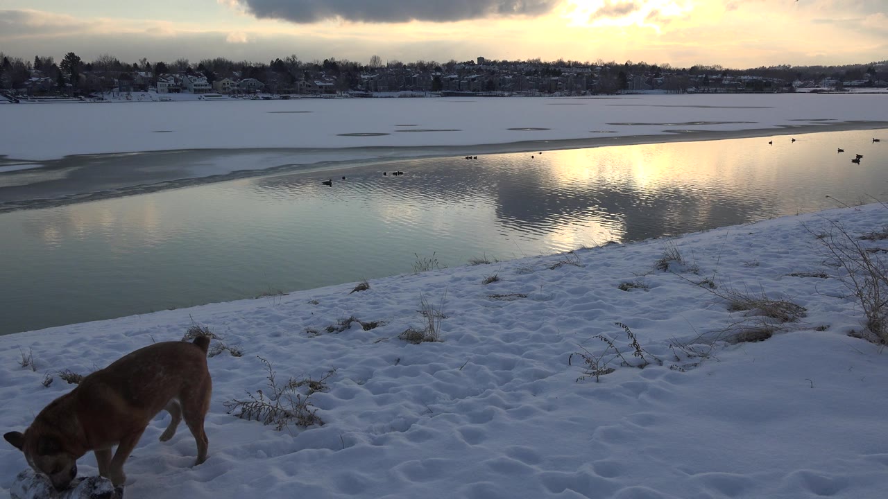 A tan dog lowers its head to the snowy foreground beside a partially frozen lake in Westminster, Colorado, with reflective open water and no visible people.