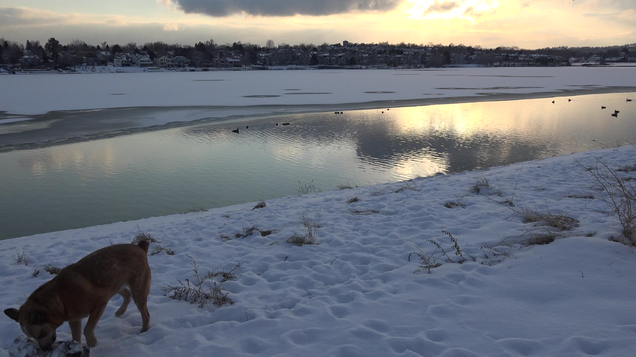 The tan dog remains head-down in the snow while warm sky reflections spread across the open water of the Westminster, Colorado lake, with no visible people.