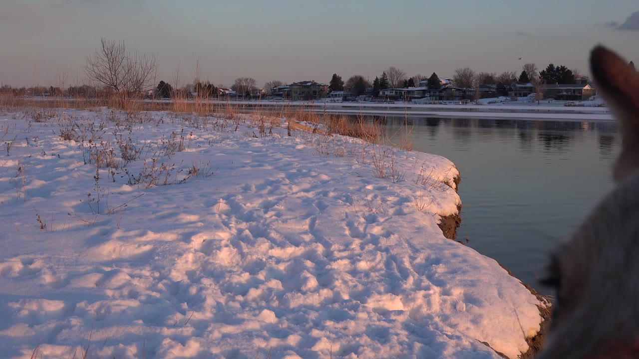 Snowy riverbank at sunset with a dog ear close to the lens.