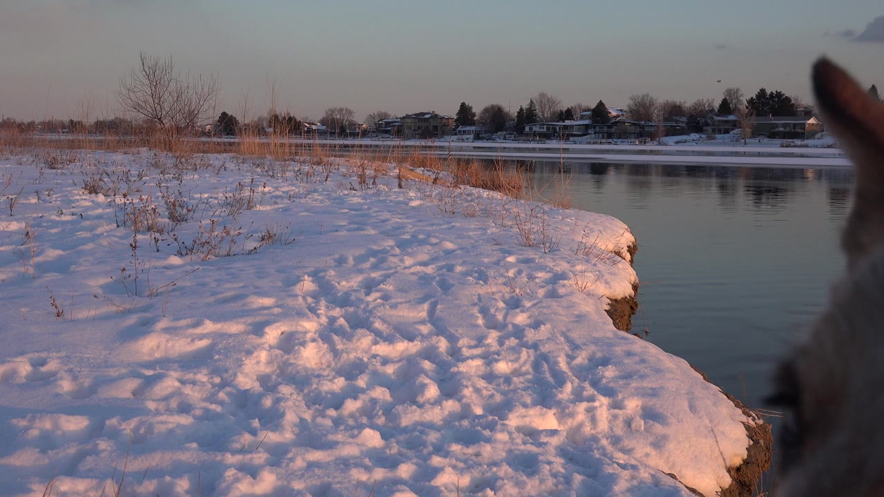 The Westminster riverbank remains in warm low light as the dog's blurred ear sits near center right, with distant houses and trees across the water and no visible people.