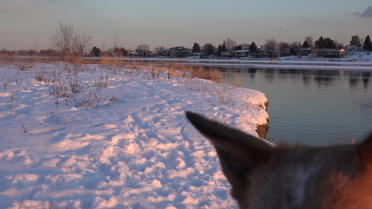 Snowy lakeshore with the top of a dog head entering the lower foreground.