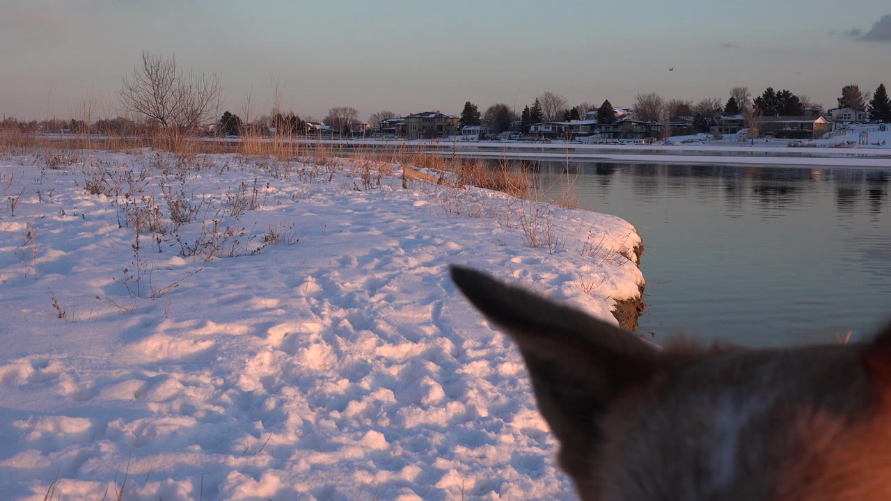 A brown dog head and ears sit close to the lens at the bottom of a snowy Westminster, Colorado lakeshore view, with still water and homes across the lake, no visible people.
