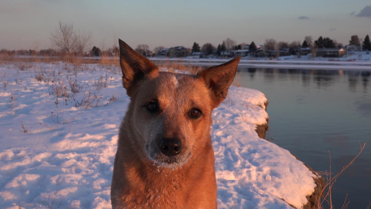 A brown dog faces the camera from a snowy lakeshore in Westminster, Colorado, with still water and distant houses behind it, no visible people.