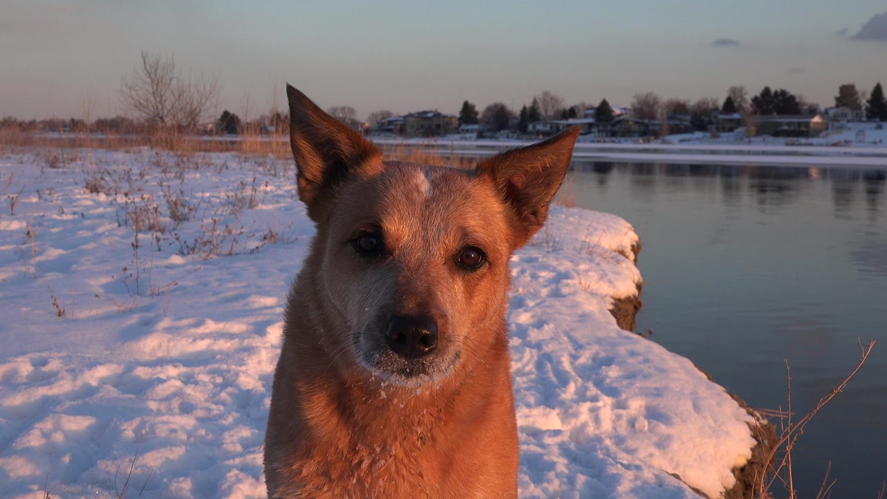 Dog staring toward camera in snowy lakeside setting