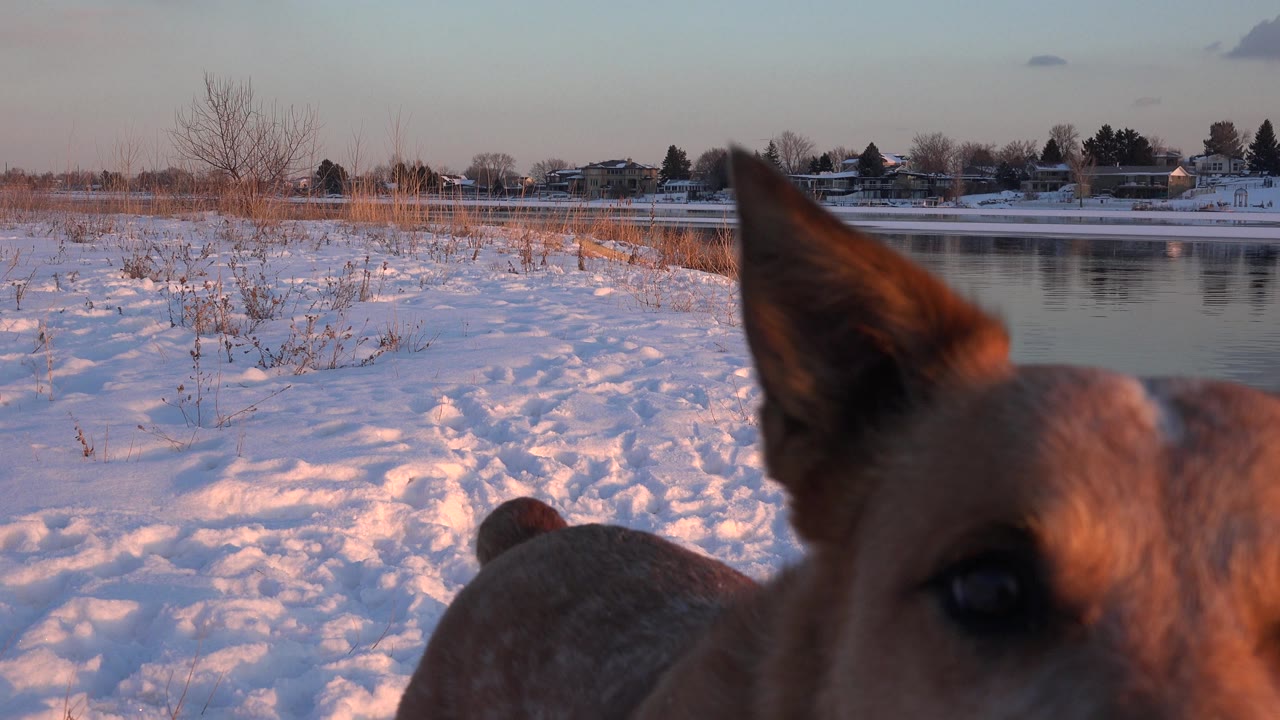 A tan dog stands very close to the camera on a snowy Westminster, Colorado shoreline, with calm water, distant homes, bare trees, and no visible people.