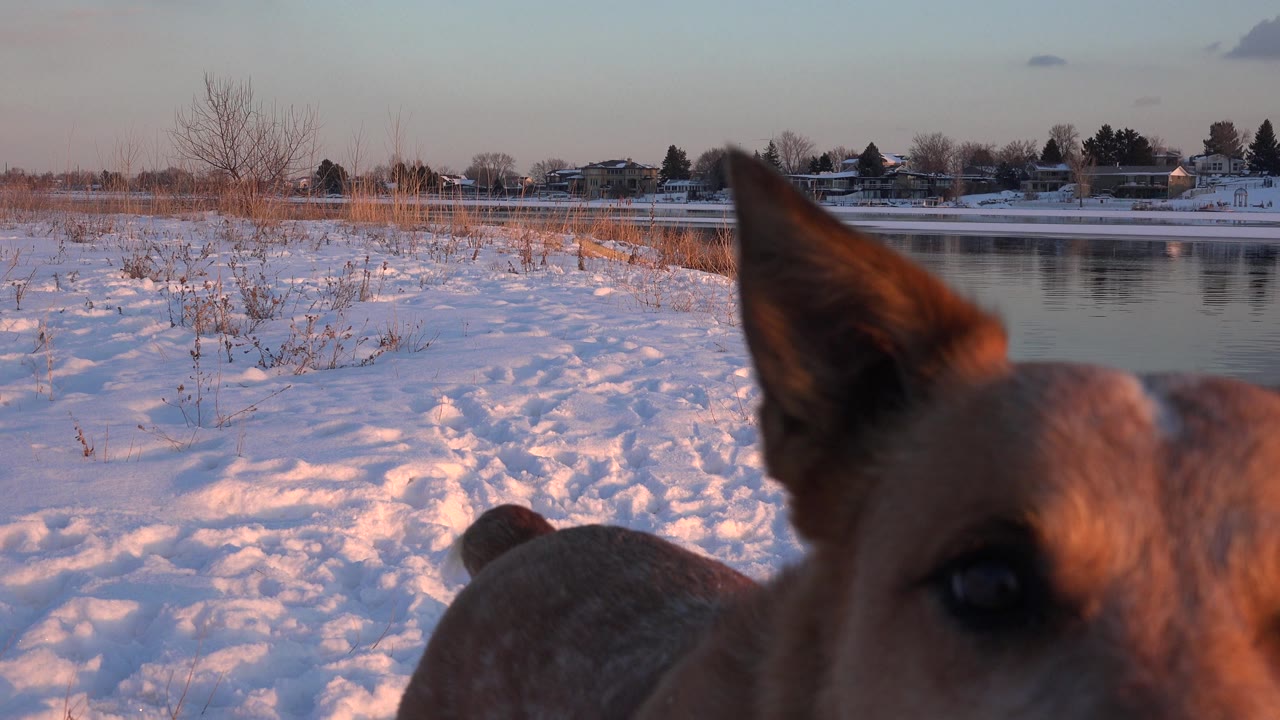 The dog's head and ear dominate the right side of the frame near snowy water in Westminster, Colorado, with winter grasses, houses across the water, and no visible people.