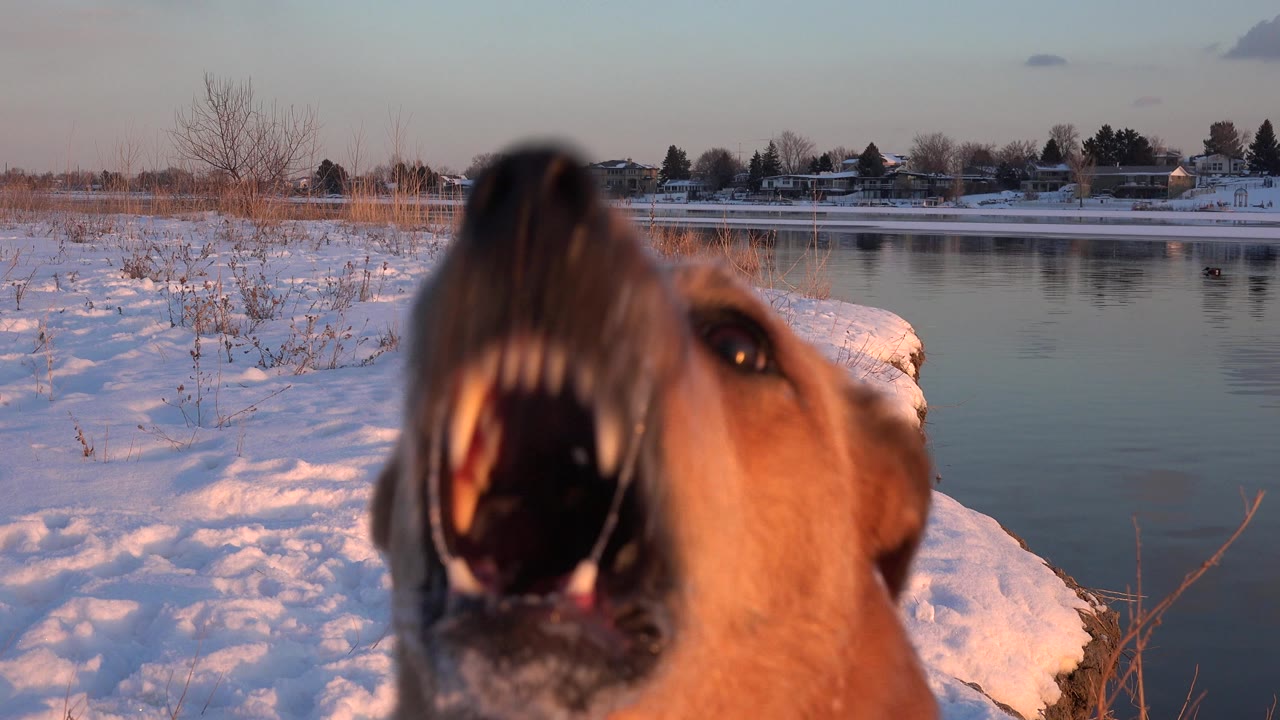 Tan dog barking very close to the camera beside snowy water