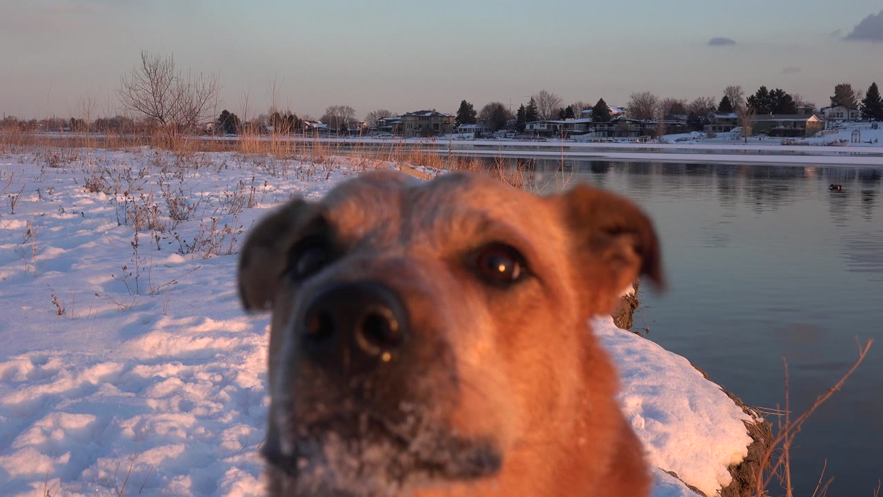 The tan dog faces the camera in close foreground with its nose and eyes prominent, snow along the bank, still water, reeds, and distant homes in Westminster, Colorado, with no visible people.