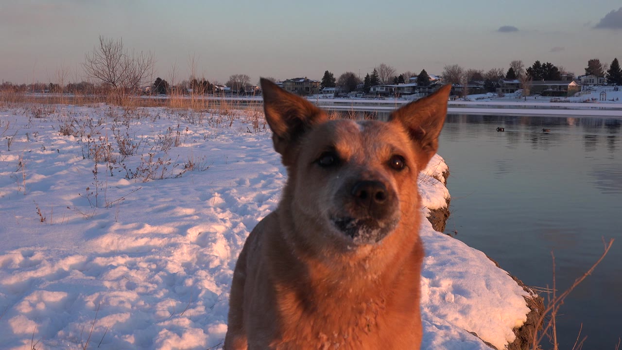 Brown dog standing in snow beside calm water