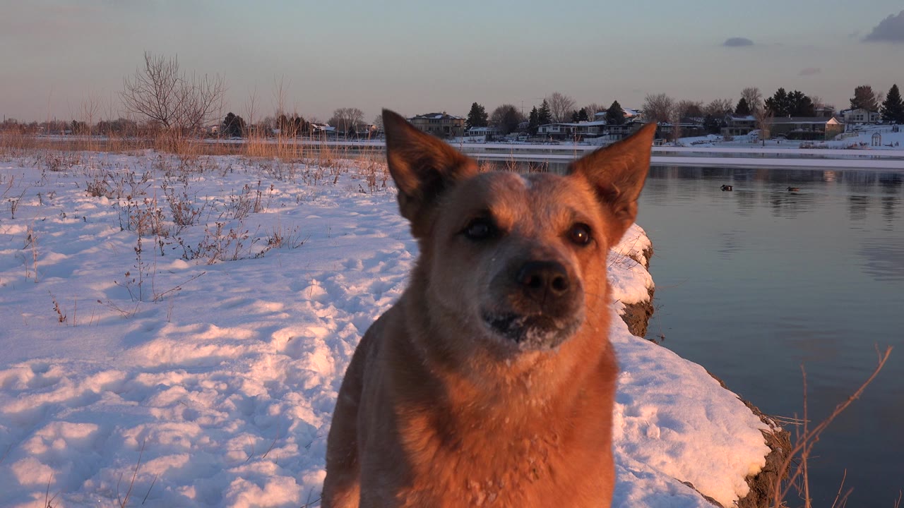 The dog remains centered near the snowy edge of the water in Westminster, Colorado, with orange sunlight on its fur and no visible people in the frame.