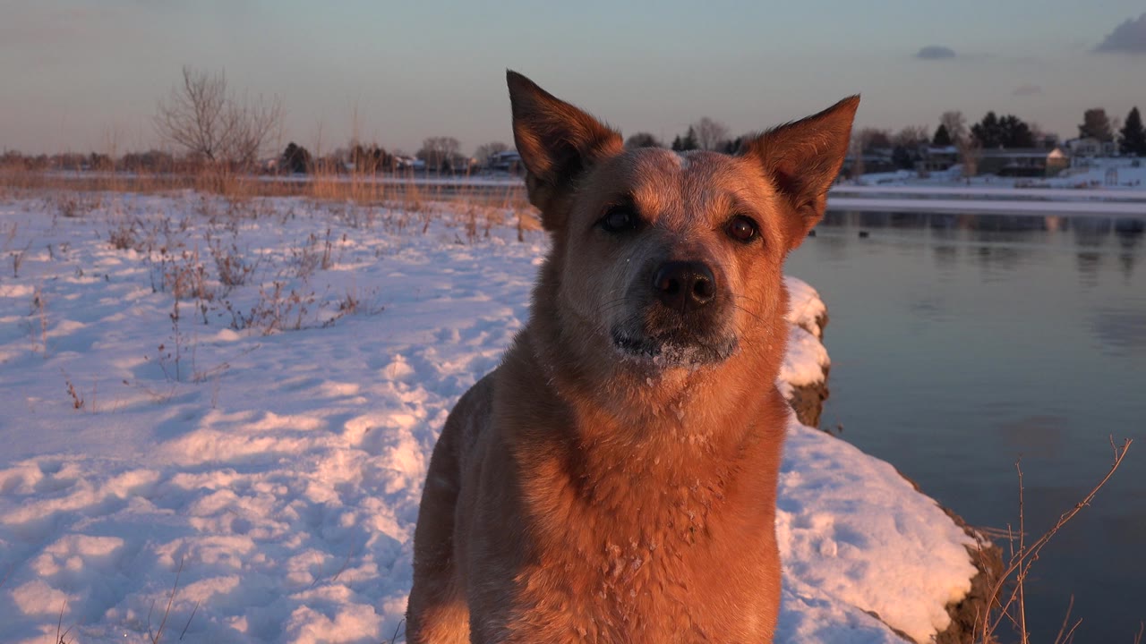 A brown collared dog faces the camera on a snowy bank beside still water in Westminster, Colorado, with no visible people.