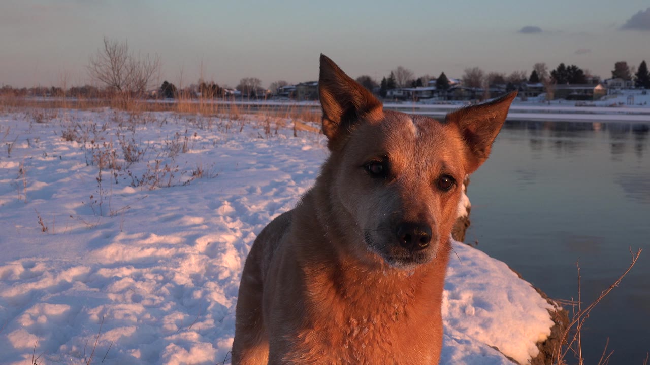 Dog close to camera by snowy bank and water