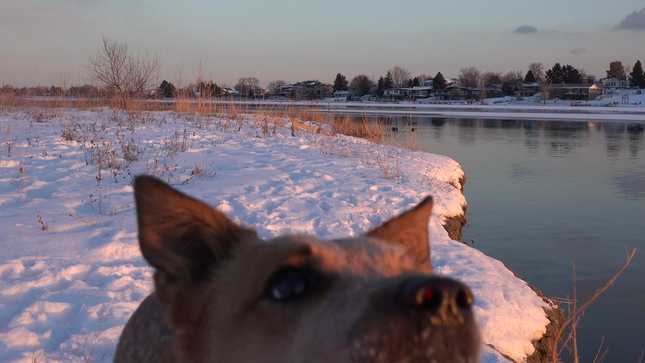 At 0:00, a caramel dog appears very close to the ground camera beside a snowy lake in Westminster, Colorado, with distant houses and no visible people.