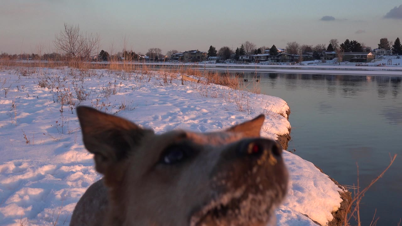 At 0:01, the dog's snow-speckled muzzle and ears fill the foreground, with the calm Westminster lake and snowy shoreline behind it and no visible people.