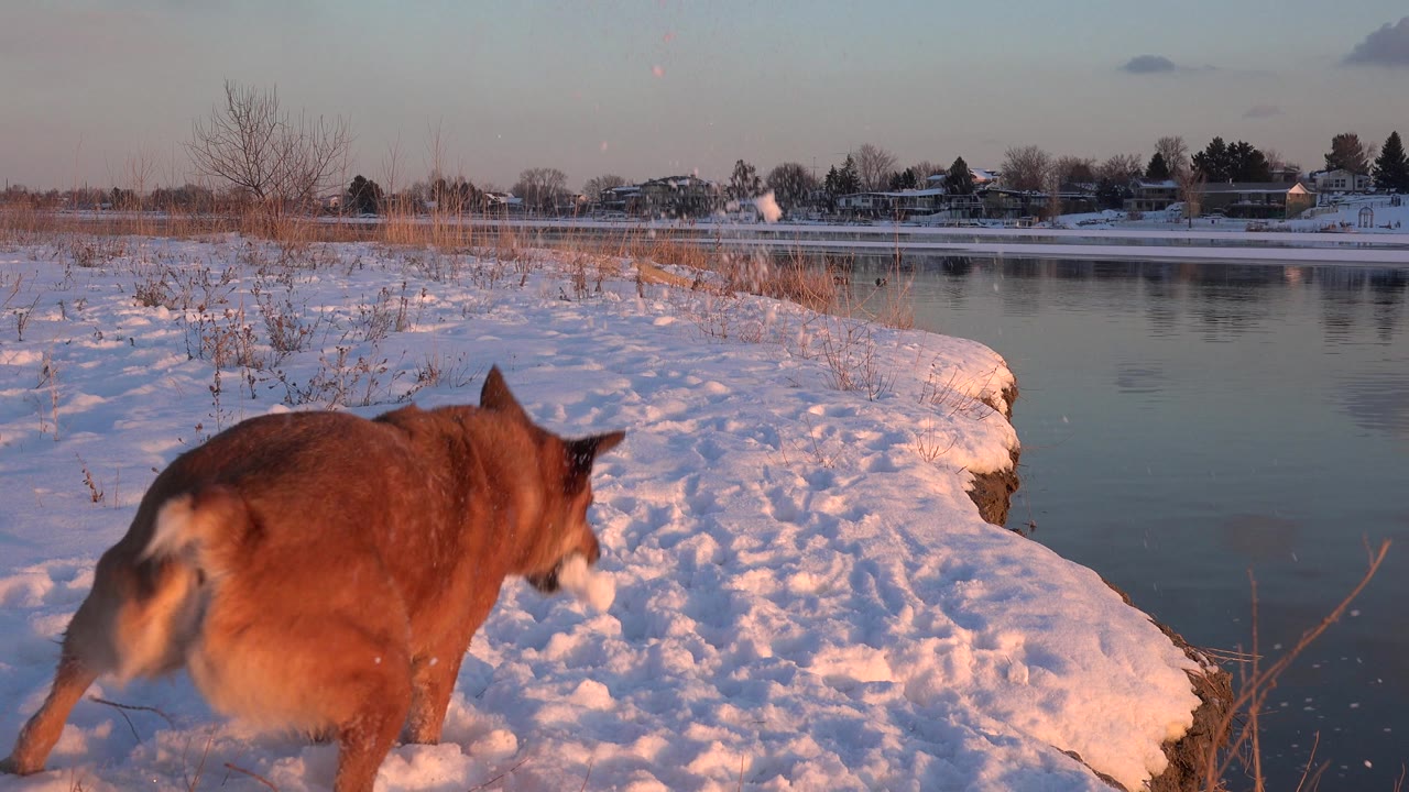 At 0:02, the caramel dog walks away from the camera along the snowy edge of a Westminster lake, with still water, dry grass, and no visible people.