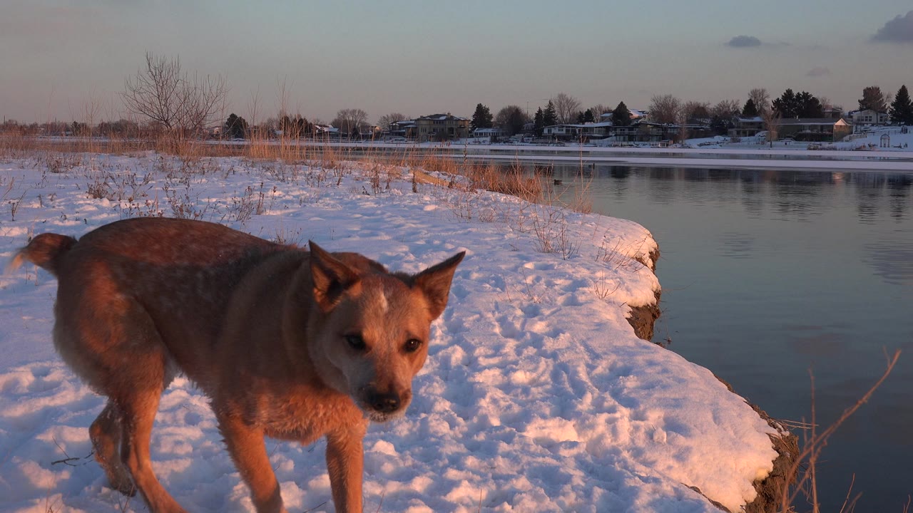 Caramel dog standing on snow near a lake