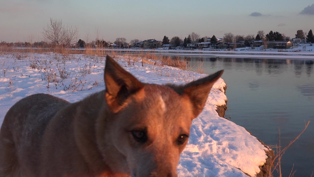 Brown dog close to camera beside snowy pond