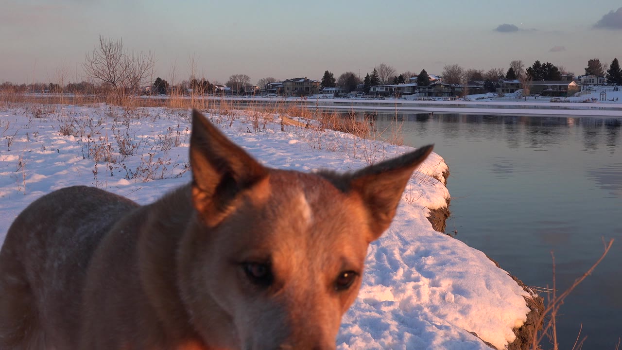 The brown dog remains close in the foreground near the snowy shoreline in Westminster, Colorado, with calm water and residential buildings behind it, and no visible people.