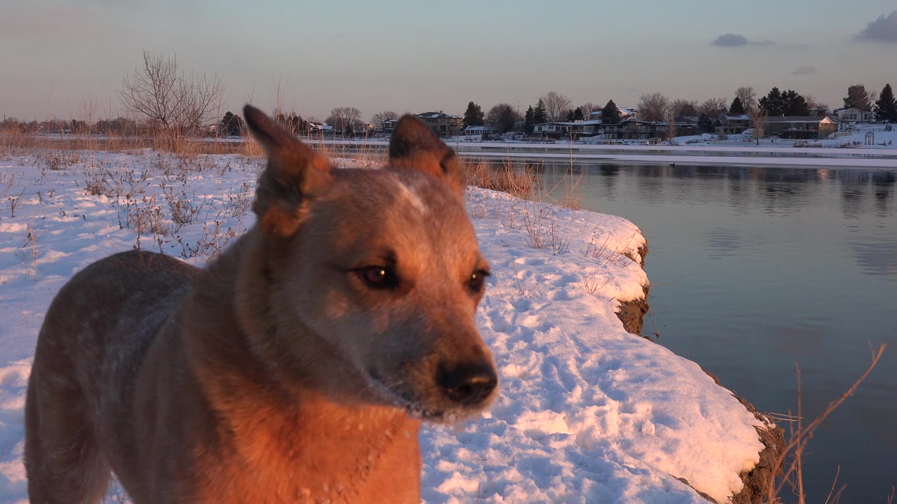 Brown dog standing close to camera beside snowy lakeshore.