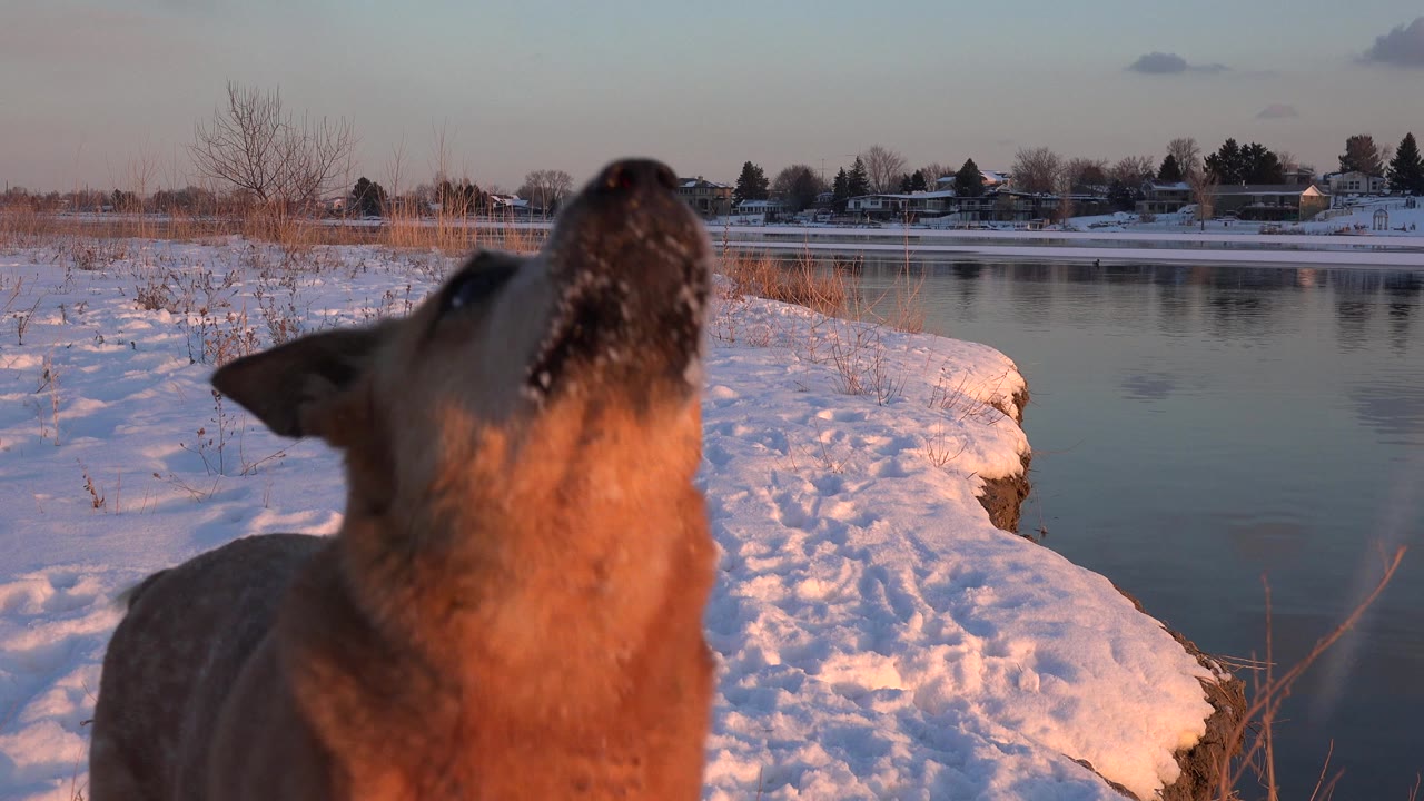 Brown dog jumping beside a snowy creek bank