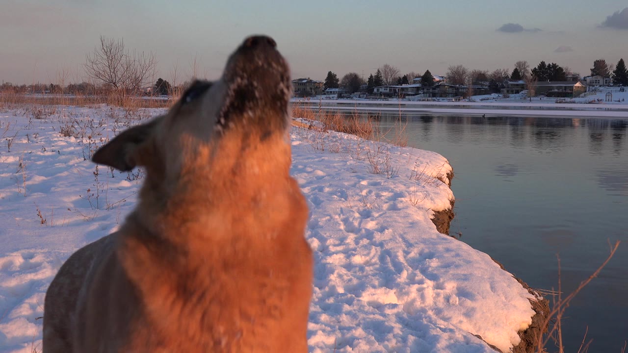 The dog's head is lifted near the top of the frame, with snow on its fur, a creek behind it, and no visible people in Westminster, Colorado.
