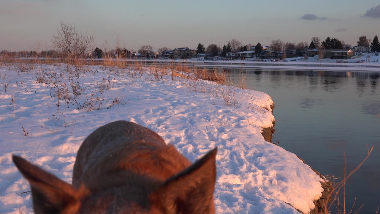A brown dog’s ears enter the bottom foreground beside a snowy pond in Westminster, Colorado, with distant houses, bare trees, warm low light, and no visible people.