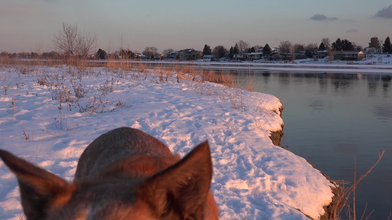 Dog ears and head close to the camera at a snowy pond edge.