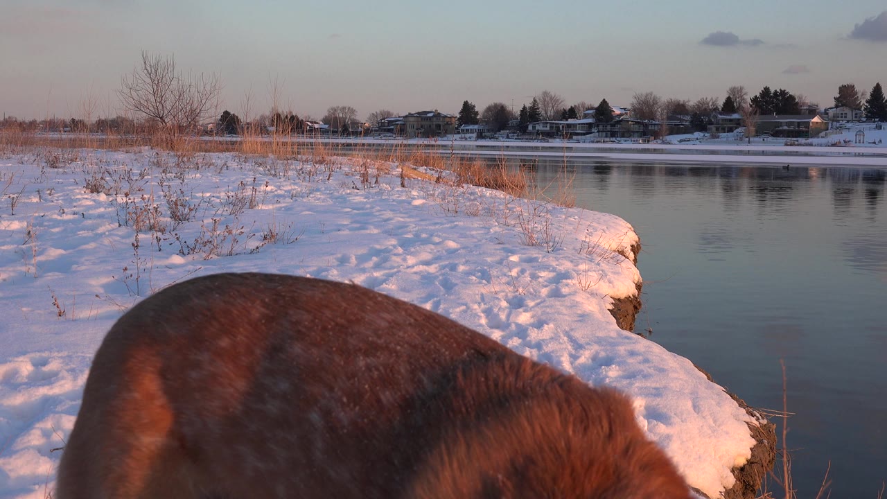 Brown dog close to camera on snowy bank beside calm water.