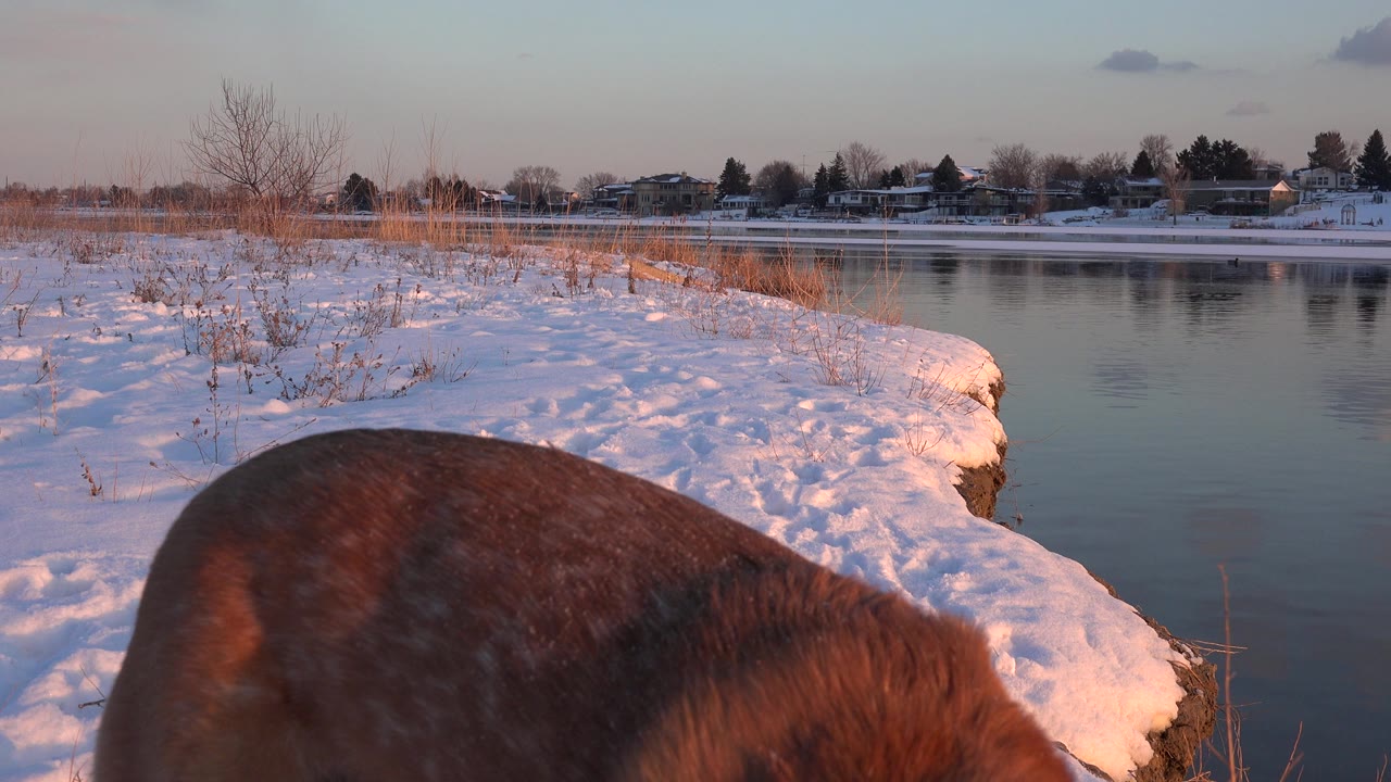 The brown dog's back and shoulder dominate the lower frame while a snow-covered bank, open water, reeds, and distant Westminster homes remain visible, with no visible people.