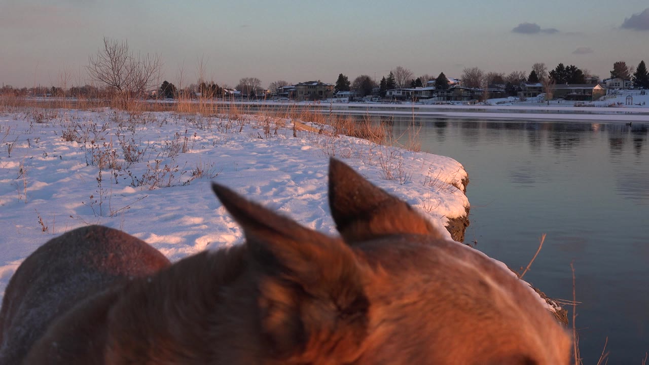 Brown dog ears and head close to camera beside a snowy riverbank.