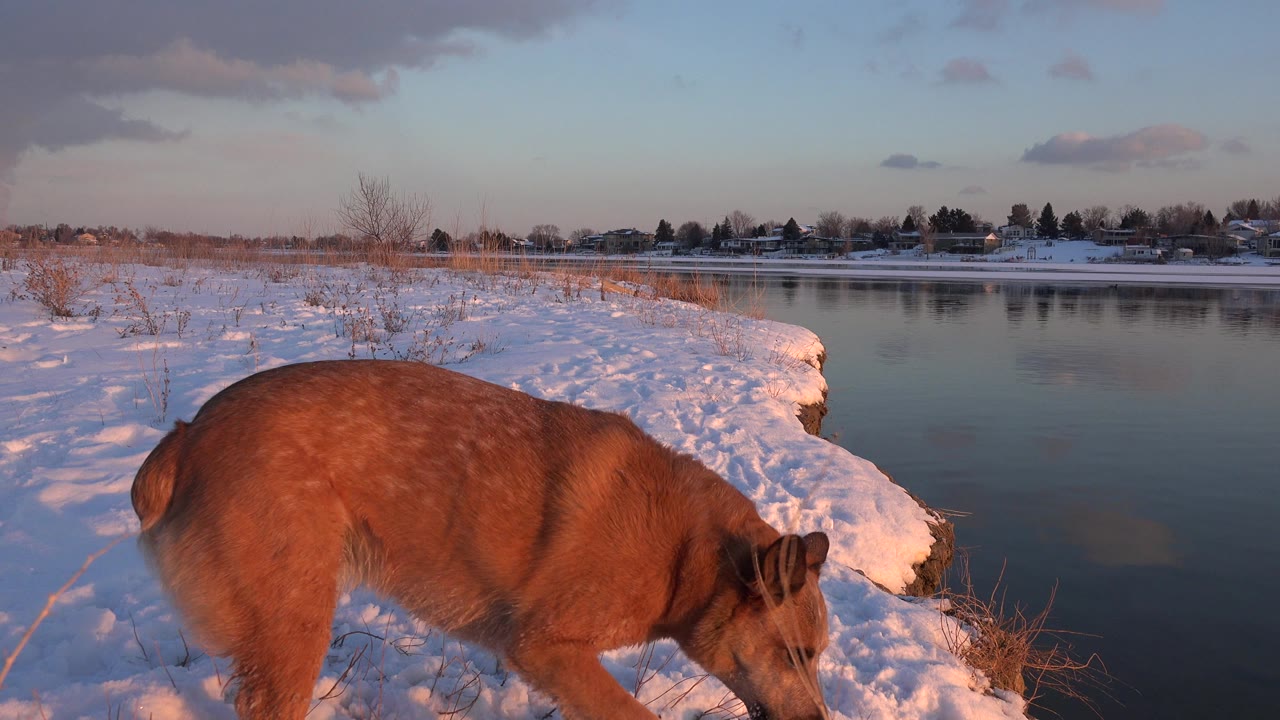 Brown dog partly in frame on snowy shoreline beside calm water.