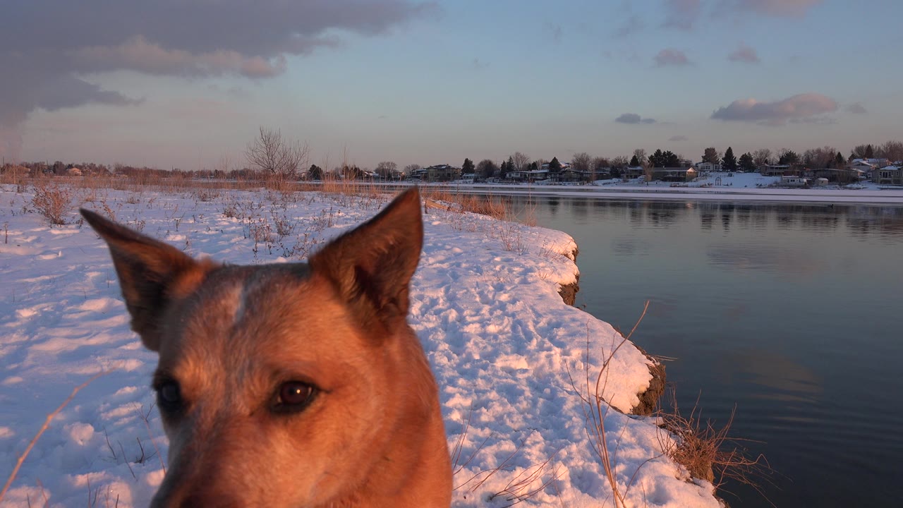 Tan dog close to camera beside a snowy riverbank.