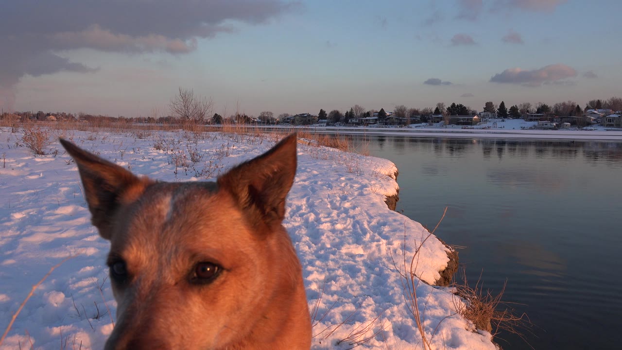 The dog's face fills the lower foreground while snow, river water, bare winter vegetation, and a low line of homes sit behind it in Westminster, Colorado, with no visible people.