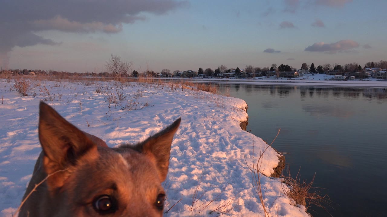 Brown dog's face close to the camera beside a snowy pond.