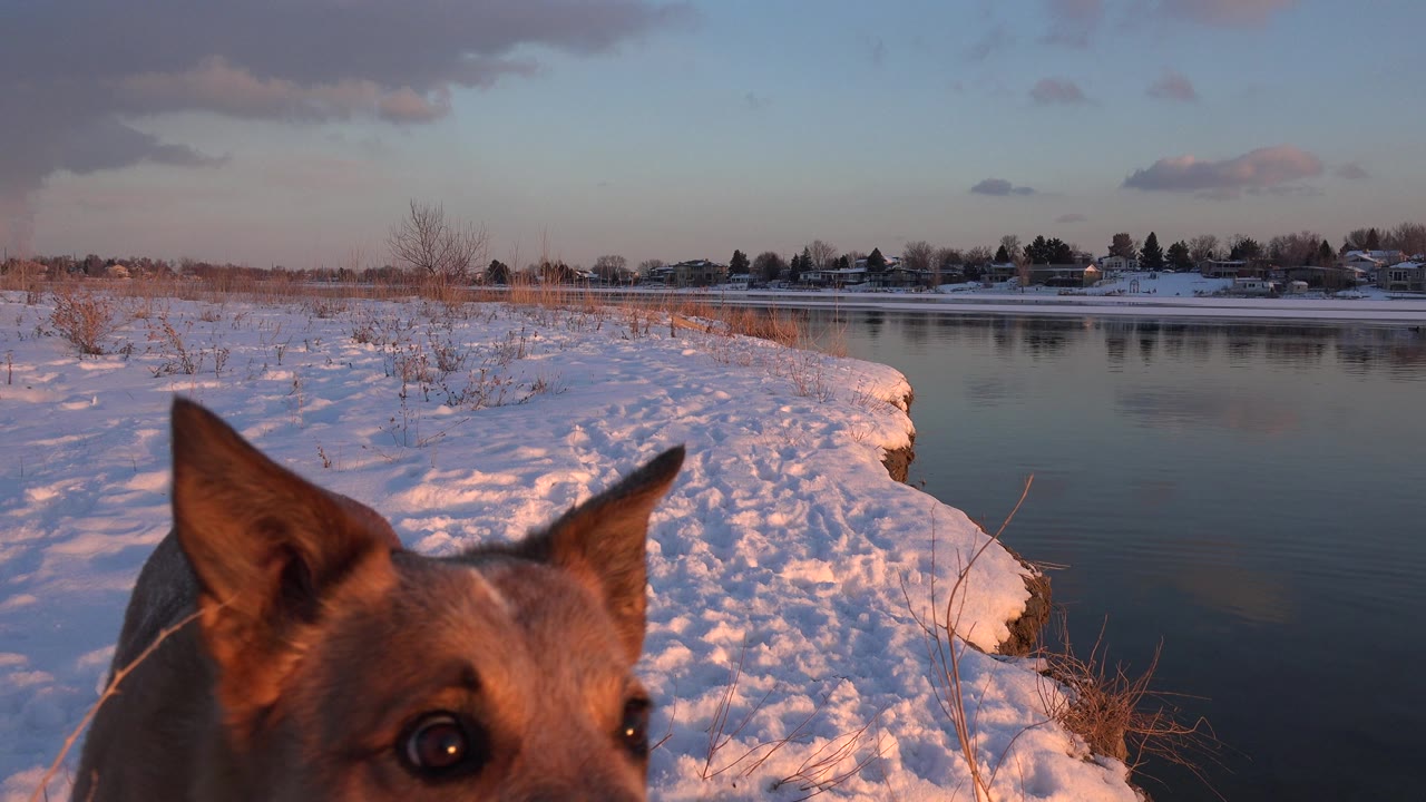 The brown dog remains close at the lower edge of frame on a snowy bank in Westminster, Colorado, with the pond and residential shoreline visible behind it and no visible people.