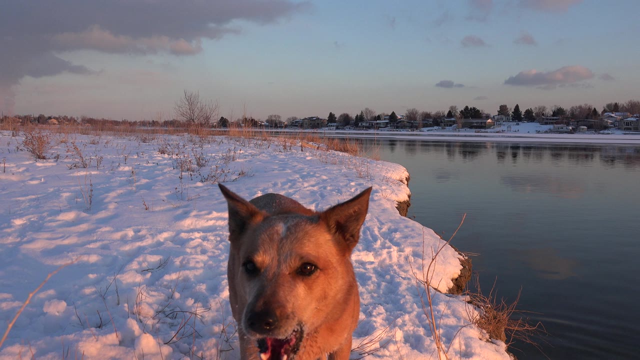 Tan dog close to camera on snowy lakeshore beside calm water.