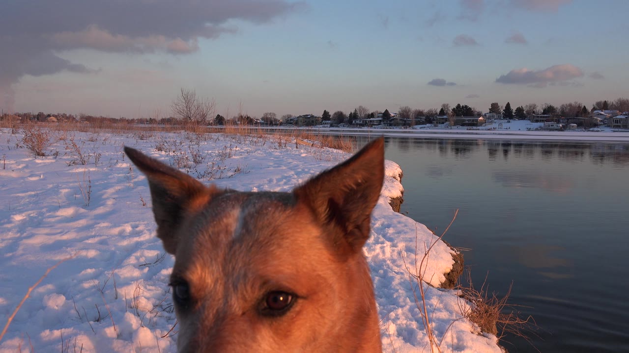 A tight close view shows the dog's face and upright ears near the camera in Westminster, Colorado, with the snowy shoreline and lake receding behind it, no visible people.