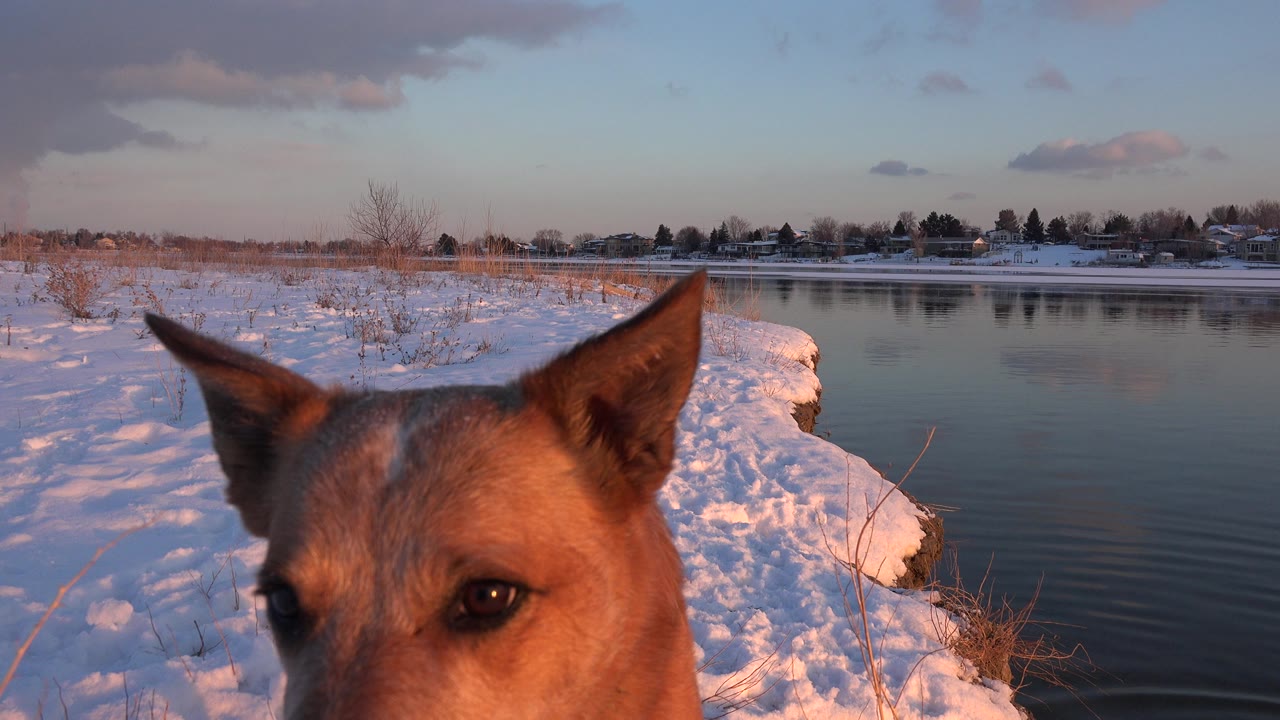 Brown dog close to camera beside snowy water